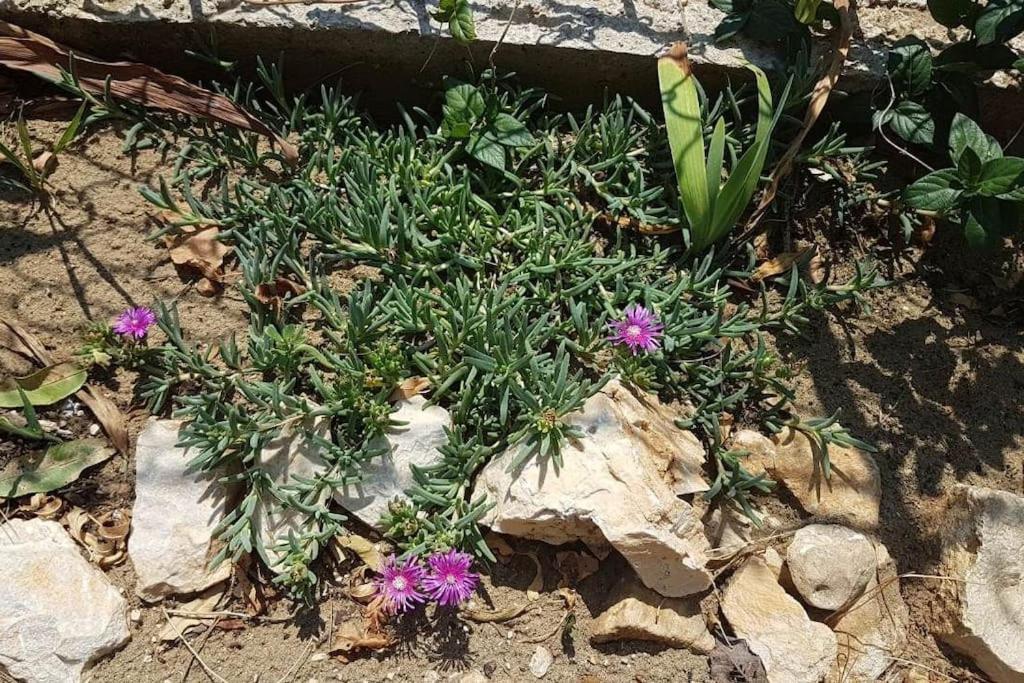 Apartment Kristic - Saplunara, Mljet Babino Polje Ngoại thất bức ảnh